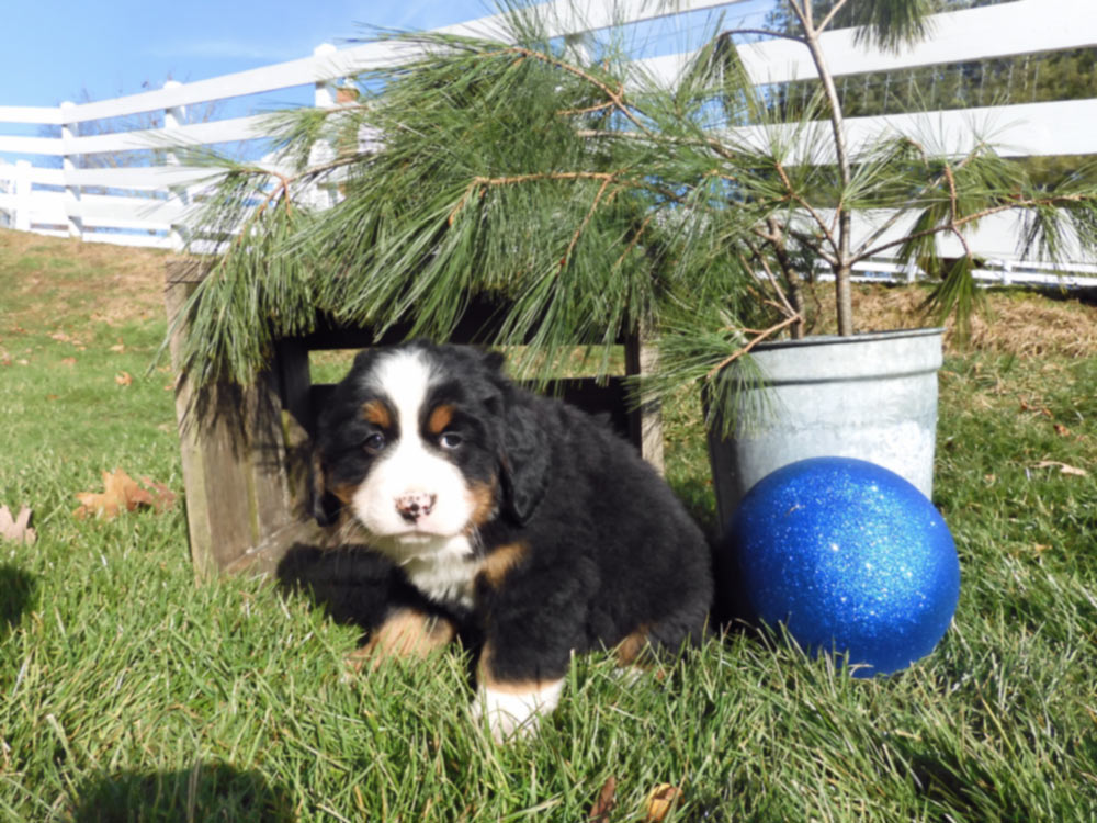 AKC multi-colored Bernese mountain Dog from Blue Diamond Family Pups. Absecon, New Jersey. 